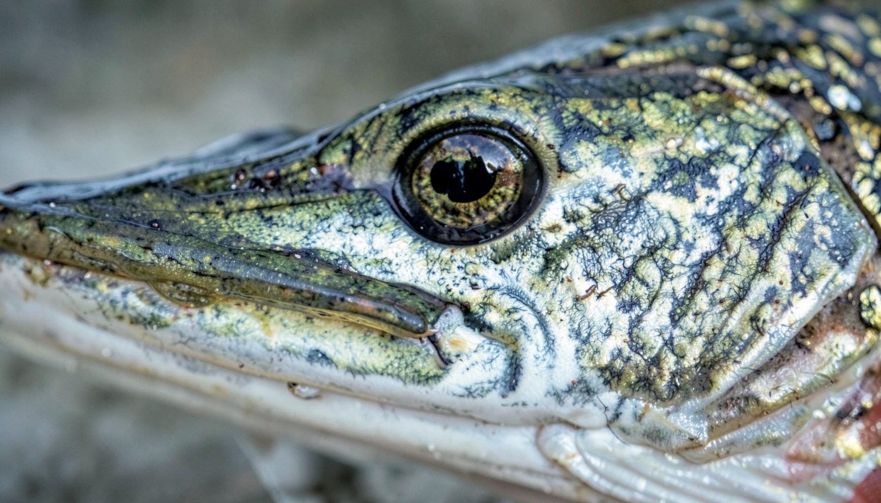 Detailed macro shot of a northern pike's head showing the eye, gill plate, and textured scales in muted greens and silvers.