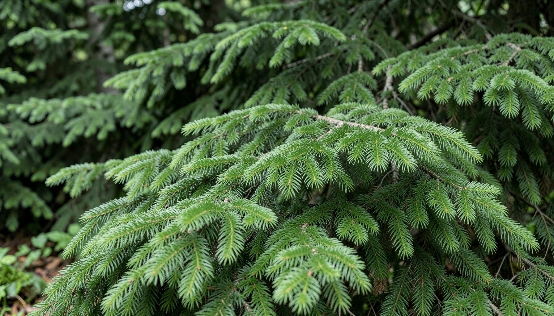 Lush green Douglas fir foliage with soft needle texture, forest atmosphere.