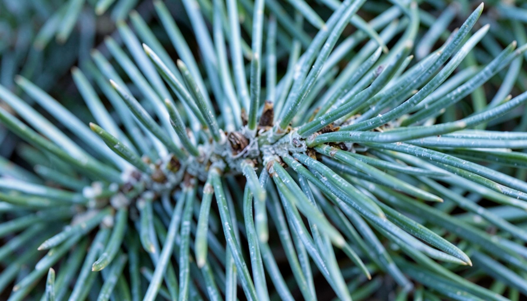 Macro detail of silver fir needle undersides showing silvery stomatal bands, cool green and white tones.