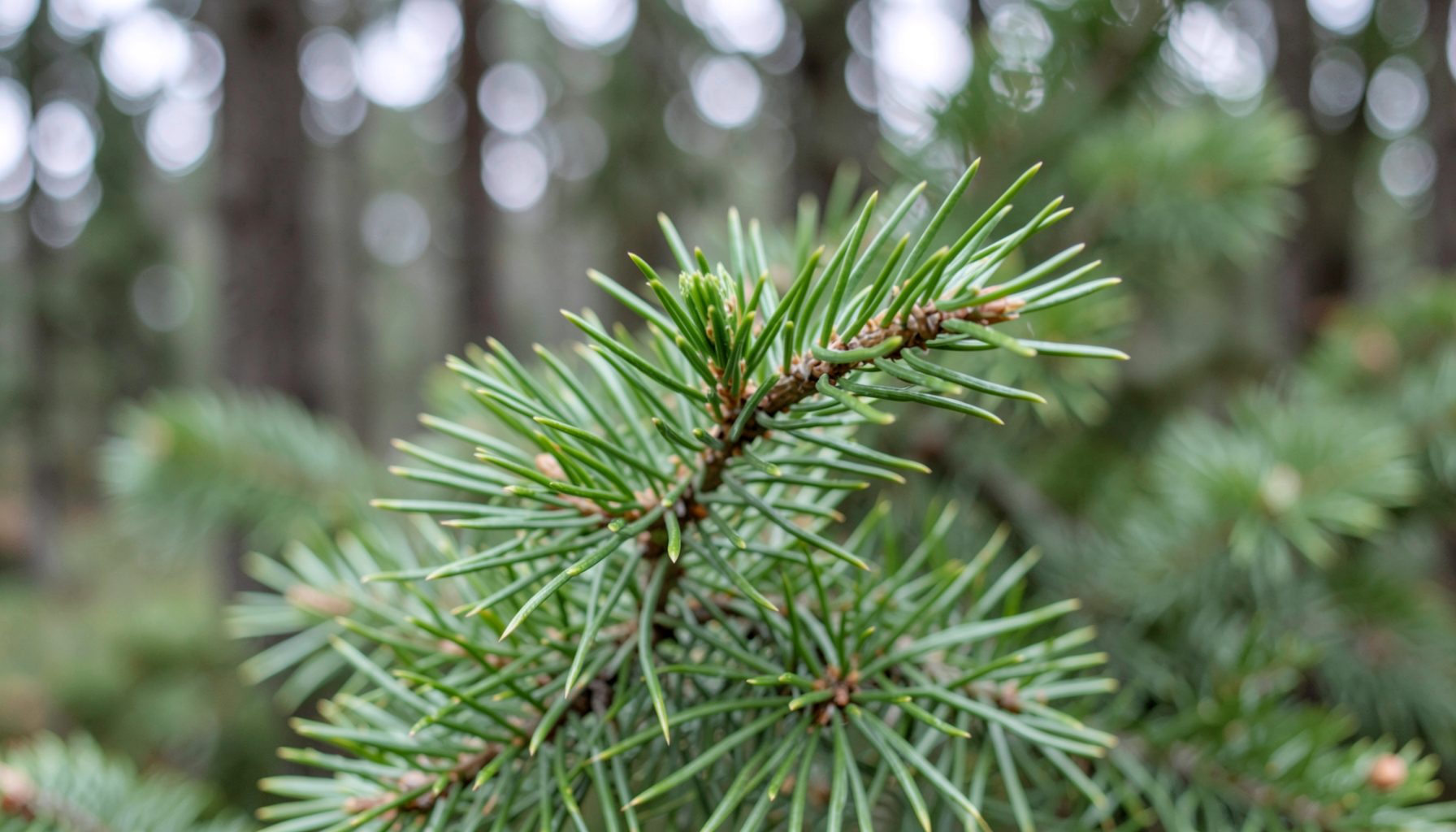 Soft green fir needles and buds in close-up against a blurred forest backdrop, calm natural mood.