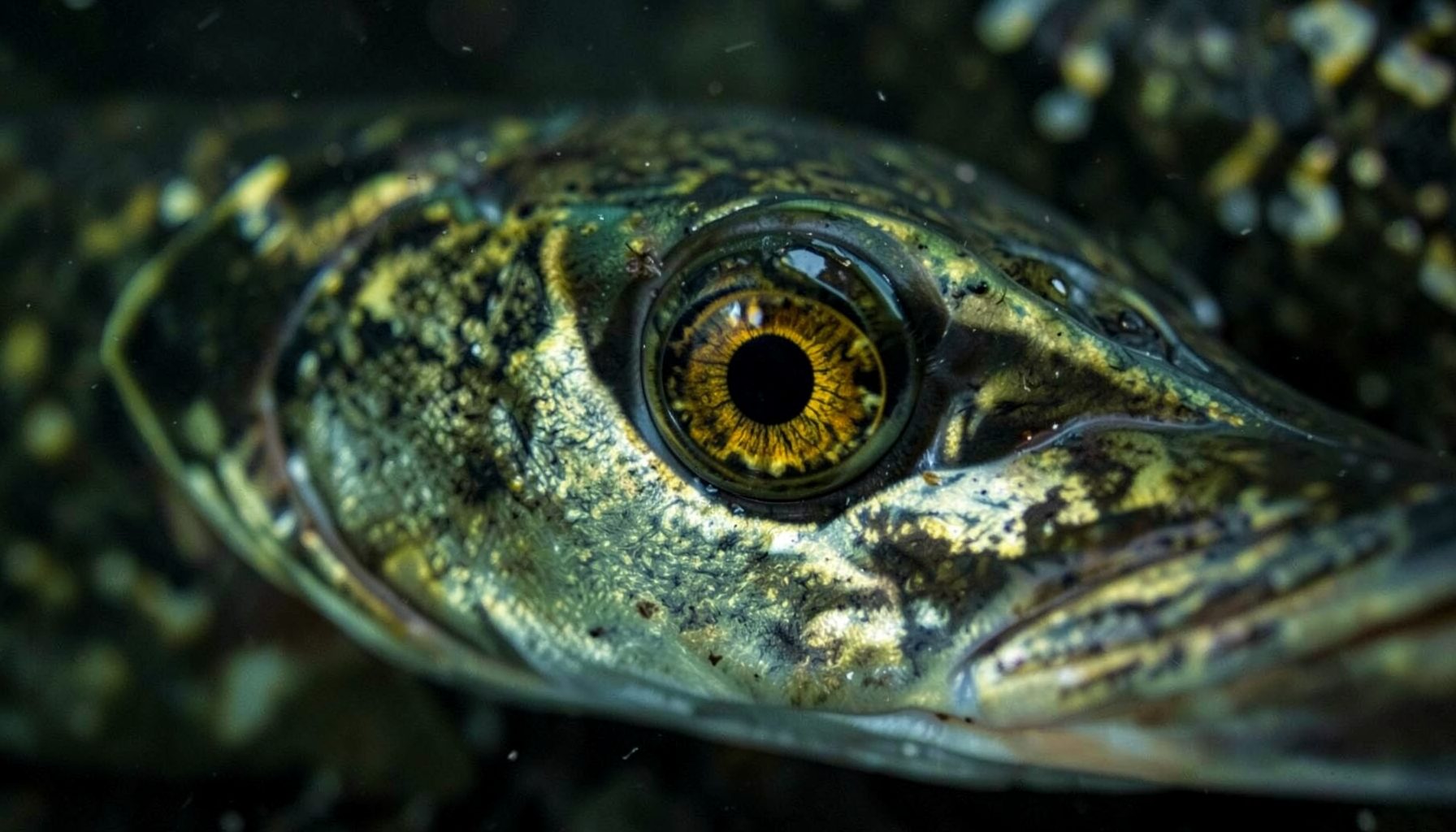 Close-up of a northern pike fish eye with golden iris and dark pupil, olive-green scales surrounding it, moody underwater feel.