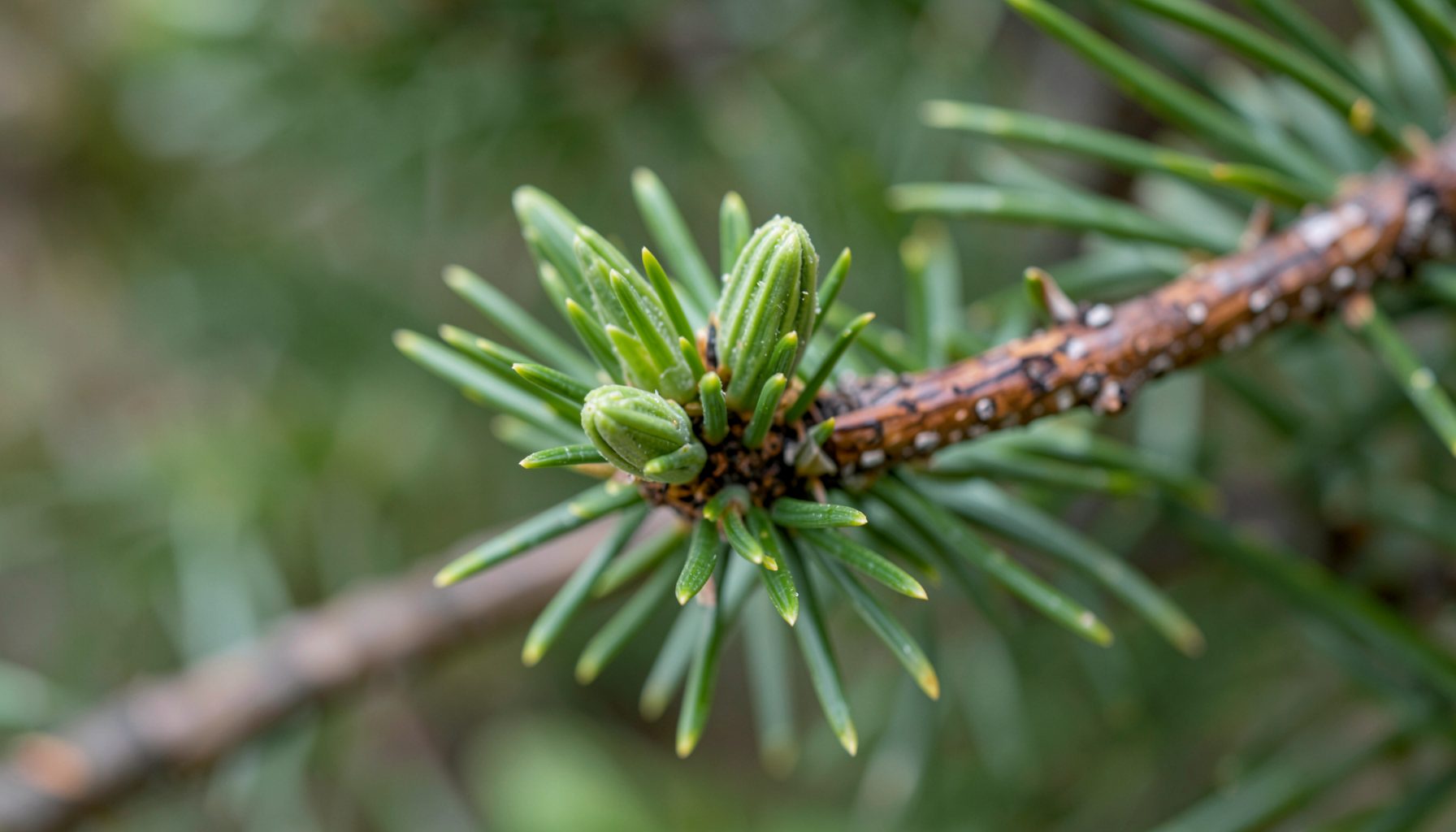 Close-up of fresh green fir buds emerging from a brown twig, soft natural light, botanical mood.